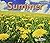 SUMMER (Acorn: Seasons)
