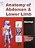Anatomy of Abdomen and Lower Limb
