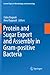Protein and Sugar Export and Assembly in Gram-positive Bacteria (Current Topics in Microbiology and Immunology, 404)