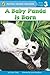 A Baby Panda Is Born