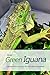About Green Iguana: Characteristics, Housing, Diet, and Other Information: Iguana Handbook