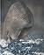 Moby Dick; Or, The Whale by Herman Melville || The Original Best Seller || Most important American novels of all time