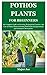 POTHOS PLANTS FOR BEGINNERS: The Complete Guide on Growing, Propagation,Varieties, and Care of Pothos Plants Including Philodendron,Epipremnum and Scindapsus Houseplants