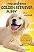 You and Your Golden Retriever Puppy in a Nutshell: The essential owners’ guide to perfect puppy parenting – with easy-to-follow steps on how to choose, care for and train your new Golden arrival.