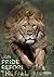 Lion: Pride Before The Fall
