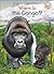 Where Is the Congo?