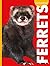 Curious About Ferrets