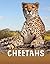 "Cheetahs"