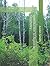 Introduction to Algebraic Geometry