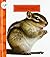 Chipmunks (Spot Backyard Animals)