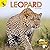 Leopard (African Animals)