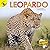 Leopard: Leopardo (Animales africanos)