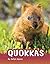 Quokkas (Animals)