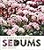 The Plant Lover's Guide to Sedums (The Plant Lover’s Guides)