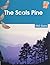 The Scots Pine Pack of 6