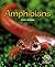 Amphibians