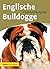 Englische Bulldogge