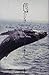 白いクジラ―クジラの歌
