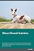 Ibizan Hound Activities Ibi...