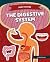 Digestive System (Body Systems)