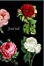 Floral Journal: Rose Flower...