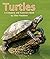 Turtles: A Compare and Contrast Book