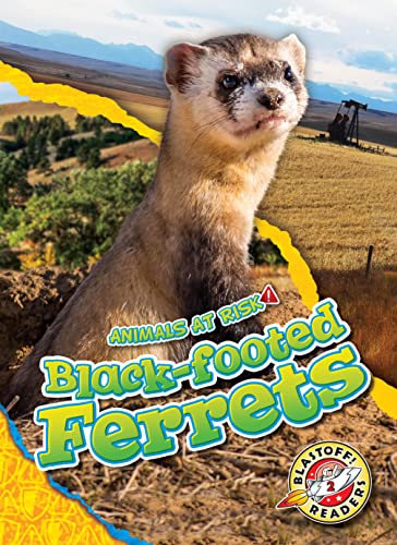 Black-footed Ferrets (Animals At Risk!: Blastoff Readers, Level 2)