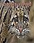 Clouded Leopard by Kevin Ray