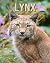 Lynx by Reid Conrad