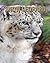 Snow Leopard: Fun Facts and...