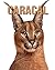 Caracal: Fun and Fascinatin...