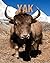 Yak by Alana Reid
