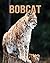Bobcat: Fascinating Bobcat Facts for Kids with Stunning Pictures!