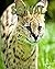 Serval: Fascinating Serval ...