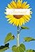 Journal: Sunflower Journal