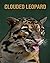 Clouded Leopard: Fun Learning Facts About Clouded Leopard