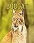 Bobcat: Fun Learning Facts ...