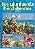 LES PLANTES DU BORD DE MER