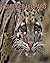 Clouded Leopard: Fun and Fascinating Facts and Photos about These Amazing & Unique Animals for Kids