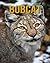 Bobcat by Alana Reid