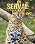 Serval: Fun and Fascinating...