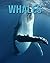 Whales: Fun Facts and Amazi...