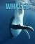 Whales by Reid Conrad