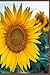 Sunflower notebook by Bobbie Bennett