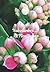 Naissances...Et Floraisons