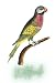 Notebook: Parrot Print Comp...