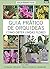 Guia prático de orquídeas