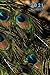 2021 Planner: Peacock Feath...