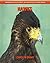 Hawks: Amazing Pictures & Fun Facts for Kids