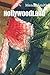 HollywoodLand (Chapbook)